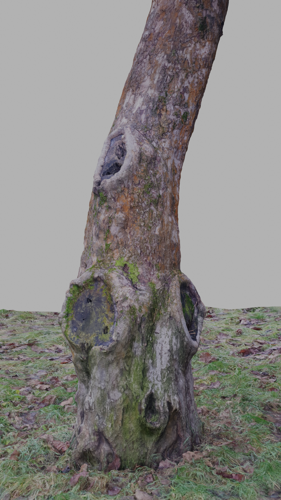 tree trunk and grass - 3d scan preview image